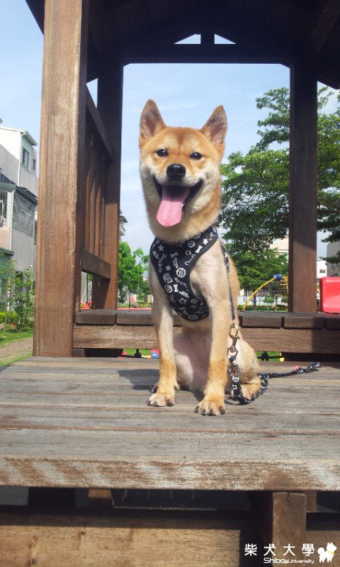 可樂果一歲囉 :)(原發表者:可樂果媽)(相簿)