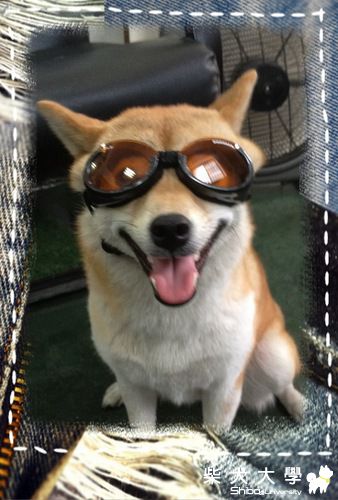 太陽眼鏡(原發表者:nicole92)(相簿)