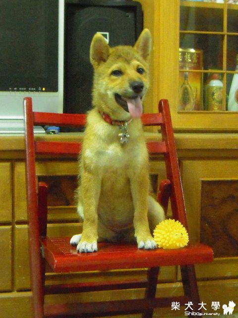 尷尬期的柴(原發表者:可可姊)(相簿)