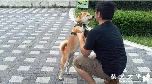 週六壞壞吉谷與週日的寵物公園被臭排水溝釣客佔據了(原發表者:吉谷家)(相簿)