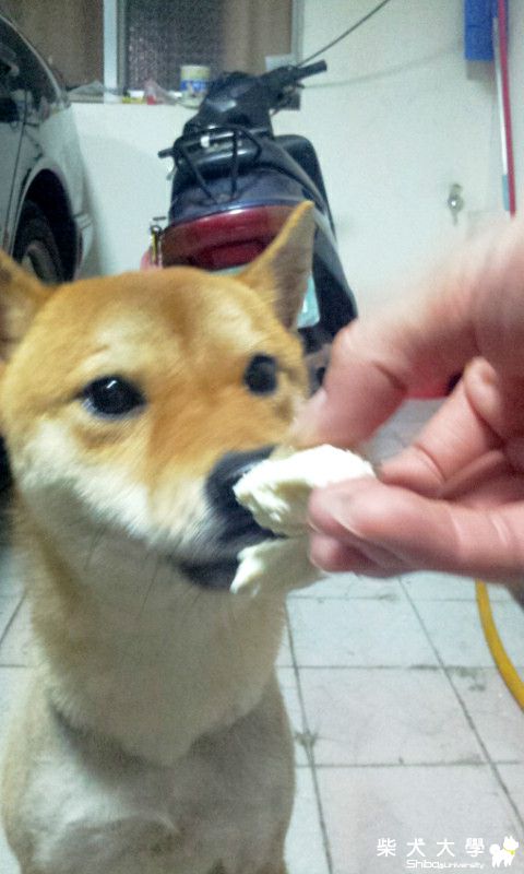 簡單的無鹽起司~可樂果很愛吃(原發表者:可樂果媽)(相簿)