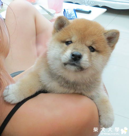 球球‧也是連城莊的唷！(原發表者:球球a麻)(相簿)