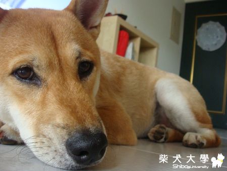 有如黑棗般的鼻子(原發表者:奶茶麻)(相簿)