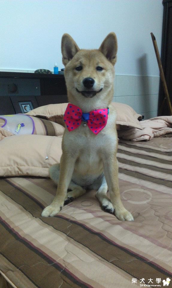 麻糬的新啾啾~(原發表者:cat75930)(相簿)