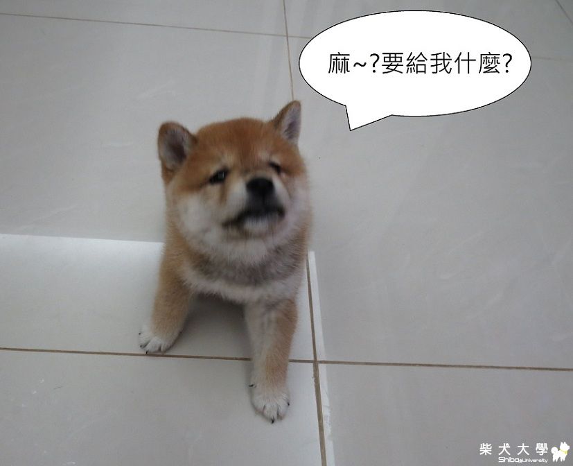 球球‧掛著牛奶骨圈圈(原發表者:球球a麻)(相簿)