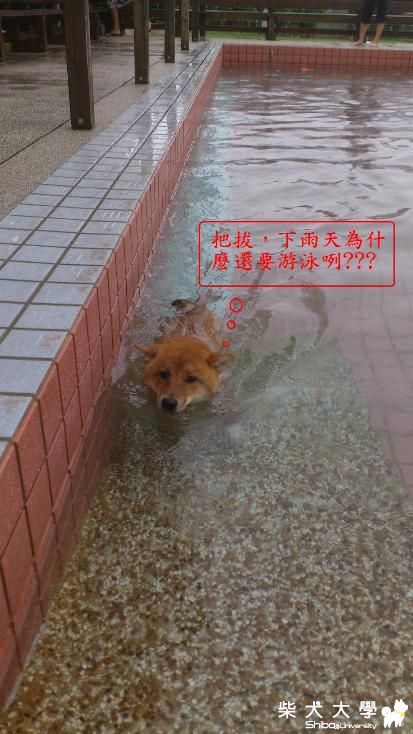 下雨天，柴柴都在做什麼??(原發表者:哈吉的爹)(相簿)