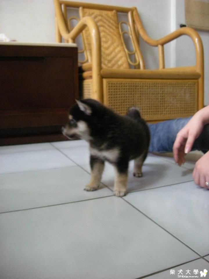 小傢伙 星星的到來(原發表者:nube1128)(相簿)