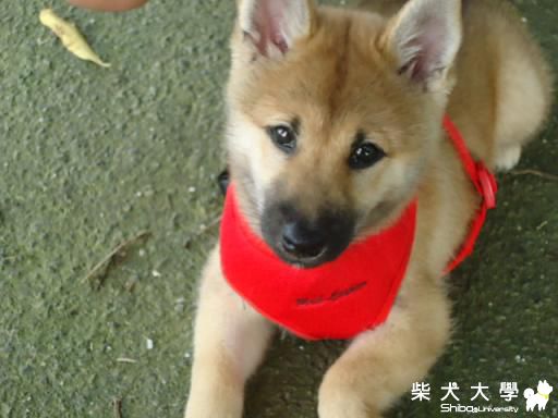 傳說中的猿面臉(原發表者:藍天星語)(相簿)