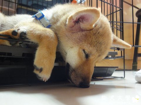 超可愛睡姿(原發表者:澎將哥)(相簿)