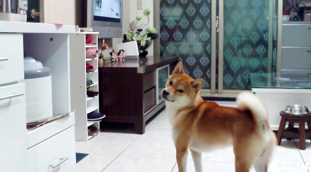 吉谷被騙了.之吉谷也喜歡空中接球-柴犬吉谷.mov(原發表者:吉谷家)(影片)
