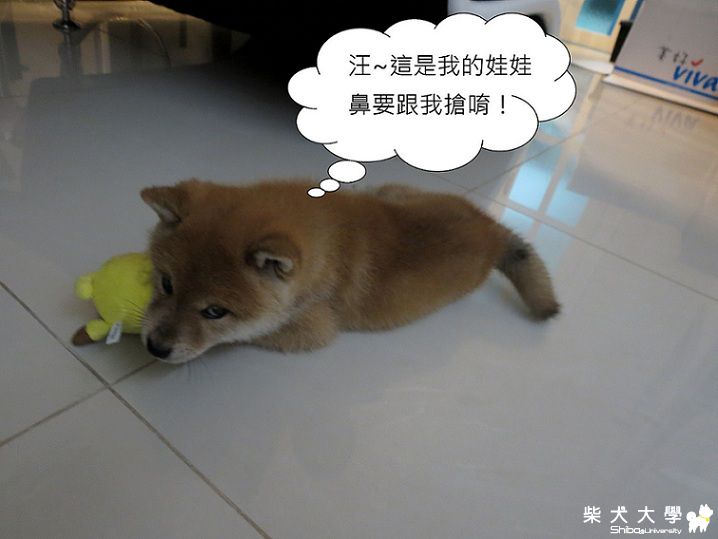 球球‧第一個玩具、第一次踢到鐵板(原發表者:球球a麻)(相簿)