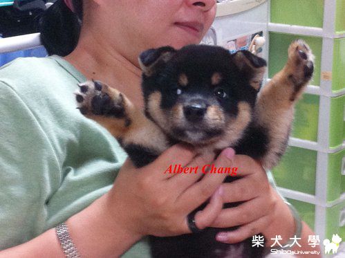 柴言柴語-- 別開槍 我投降了~~~(原發表者:nychang)(相簿)