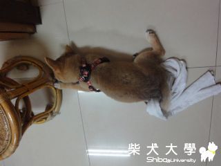 超捲尾巴(原發表者:澎將哥)(相簿)