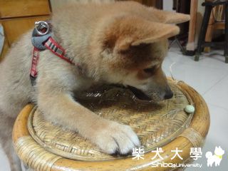 專注!!(原發表者:澎將哥)(相簿)