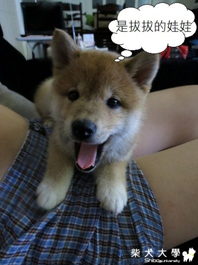 球球‧永遠是我們的娃娃(原發表者:球球a麻)(相簿)