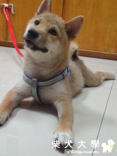 一臉疑惑(原發表者:澎將哥)(相簿)