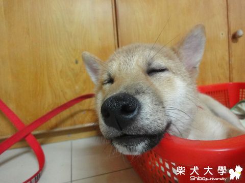 新的床?!(原發表者:澎將哥)(相簿)