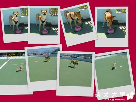 西子灣我來啦！！(原發表者:奶茶麻)(相簿)