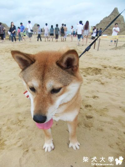 福隆玩玩沙 看看林書豪 玩玩水 :)))(原發表者:Nini麻咪)(相簿)