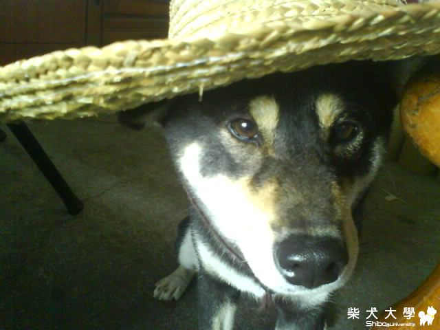 咪嚕是魯夫~熱到帶草帽了~(原發表者:cady_226)(相簿)