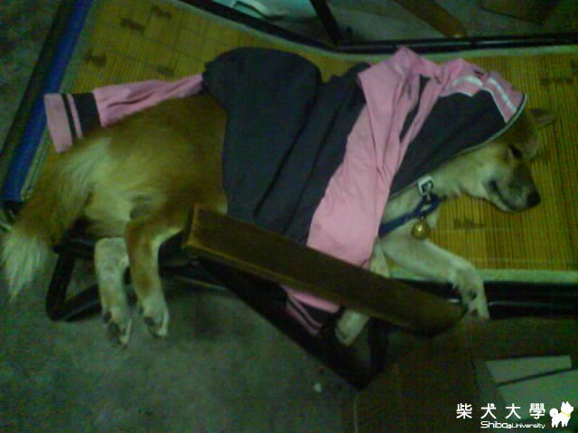 小豬被麻麻(摳ㄉㄡ了)(原發表者:cady_226)(相簿)