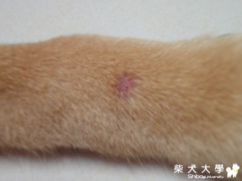 被蟲子咬?????(原發表者:澎將哥)(相簿)