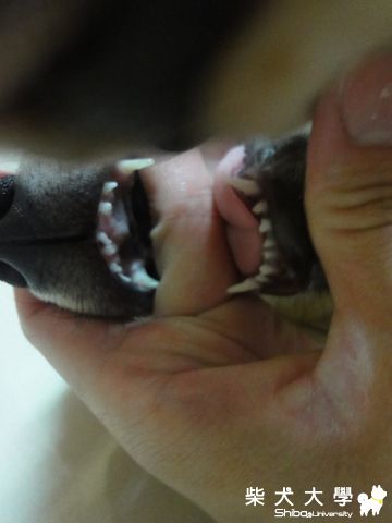 乳牙紀錄(原發表者:澎將哥)(相簿)