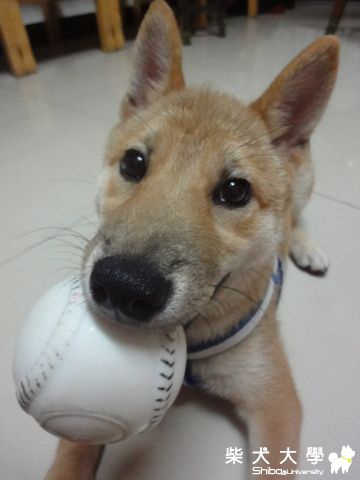 又是可愛的表情(原發表者:澎將哥)(相簿)