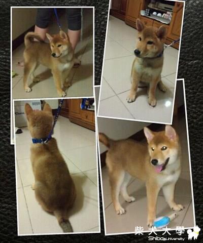 大熱天睡覺玩耍天(原發表者:龍之爸)(相簿)