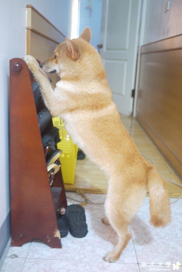 笨小孩被罵被罰站～還對鏡頭吐舌頭！！(原發表者:NAMI麻)(相簿)