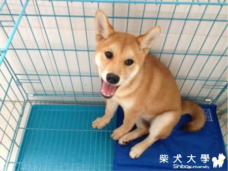 APPLE第一天到家(原發表者:ching620121)(相簿)