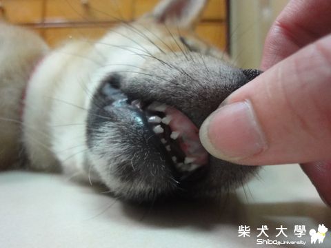 換牙紀錄1(原發表者:澎將哥)(相簿)