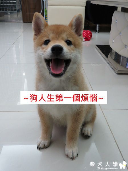 球球‧第一個煩惱(原發表者:球球a麻)(相簿)