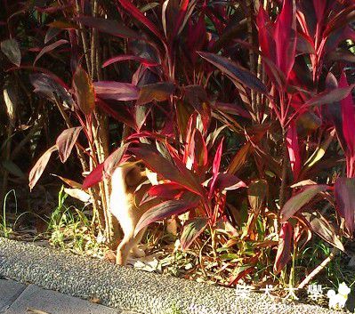 帶我家膽小的狗狗去凹仔底公園(原發表者:DuDu麻麻)(相簿)