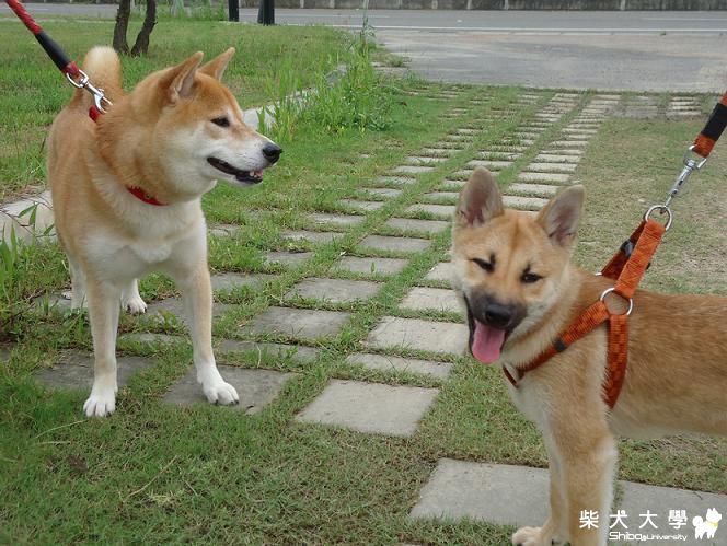 斗六棒球場(原發表者:藍天星語)(相簿)