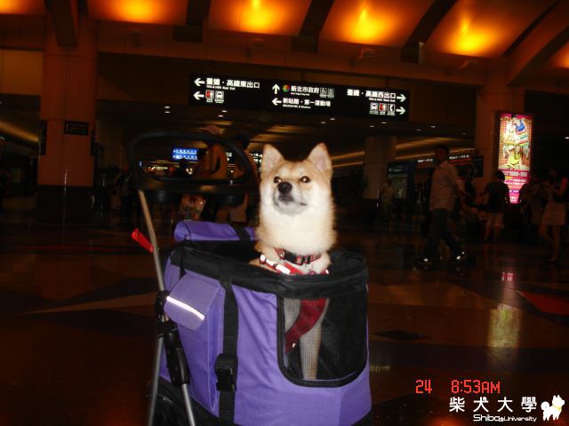 peigo 高鐵處女秀(原發表者:peigo)(相簿)