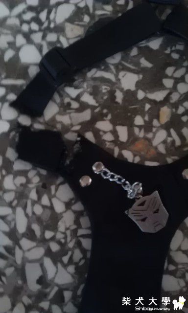 一夜，手工胸背帶就毀了(原發表者:DuckSu)(相簿)