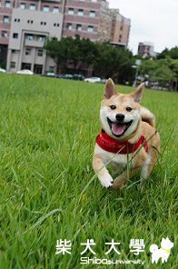 逼比大草地跑跑跑!!!!!!(原發表者:逼逼麻)(相簿)