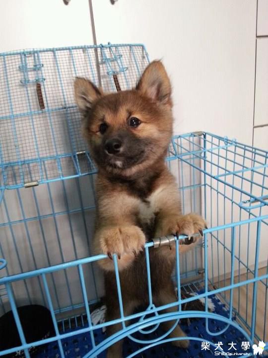 我家的 Luffy^^(原發表者:路飛爸)(相簿)