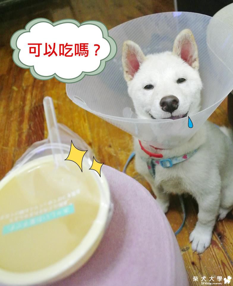 每個柴柴都是貪吃鬼(原發表者:pinky39)(相簿)