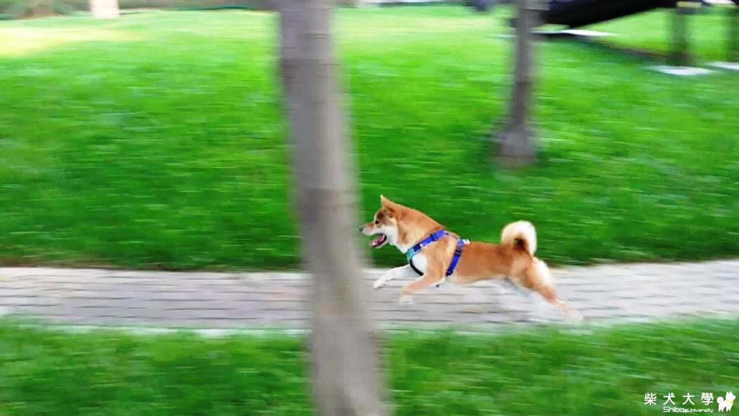 莊敬寵物公園-蚊子公園的探索-柴犬吉谷-101.7.7(原發表者:吉谷家)(相簿)