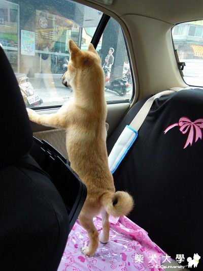 帶著狗狗去旅行(原發表者:DuDu麻麻)(相簿)