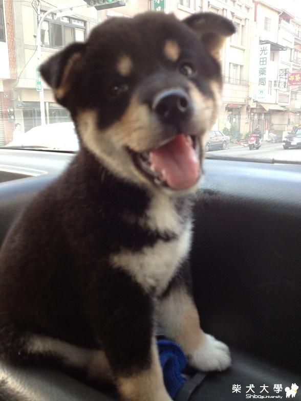 我家歐熊"熊ちゃん"(原發表者:棕柴)(相簿)