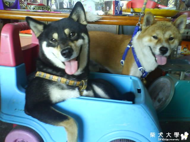 這個姿勢太爽了吧!(原發表者:cady_226)(相簿)