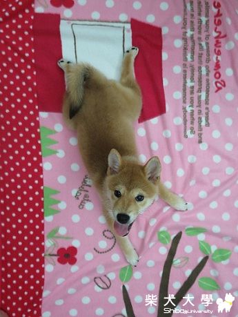 球球‧猴子球盪樹梢(原發表者:球球a麻)(相簿)