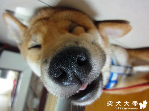 睡相......醜ㄟ~(原發表者:澎將哥)(相簿)