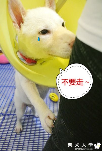 柴柴永遠都希望一直玩(原發表者:pinky39)(相簿)