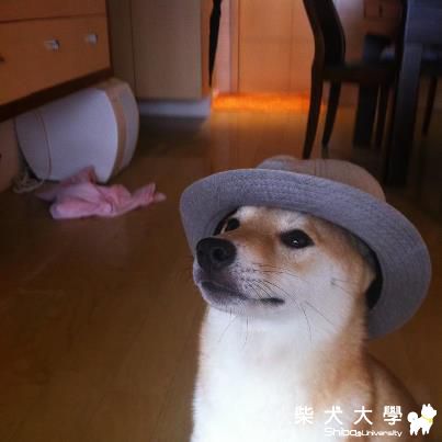 尖頭財(原發表者:財哥爸)(相簿)