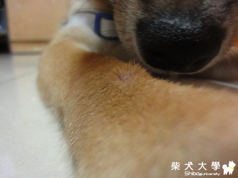 突起物的紀錄(原發表者:澎將哥)(相簿)