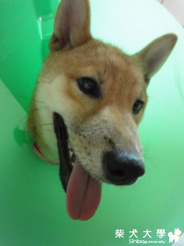 頭套新功能(原發表者:澎將哥)(相簿)